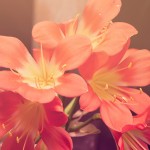 「地味につらい…！」秋の花粉症で注意すべき点とは…