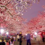 夜桜を観にいこう!2016「都内お花見スケジュールMAP」