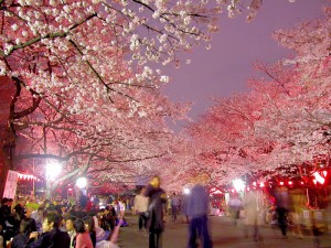 夜桜を観にいこう！2016「都内お花見スケジュールMAP」