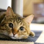 見つけませんか？自分だけの時間 ～おひとりさま空間～