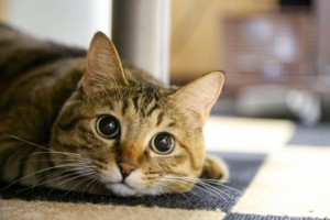 見つけませんか？自分だけの時間 ～おひとりさま空間～