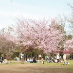 ピンチ？チャンス！？ お花見幹事を成功させる8つの秘訣