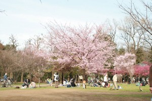 ピンチ？チャンス！？ お花見幹事を成功させる8つの秘訣