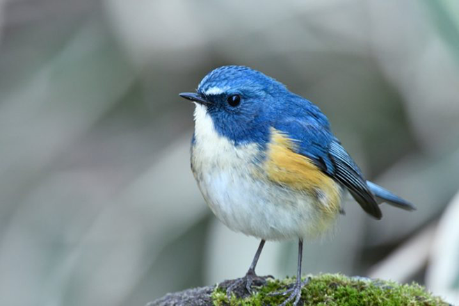 青い鳥症候群