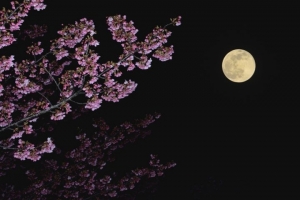いい女は仕事帰りに春を楽しむ！東京都内の駅チカ夜桜スポット3選