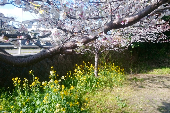 桜と菜の花