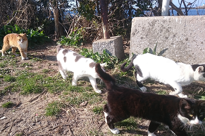 種子島の猫