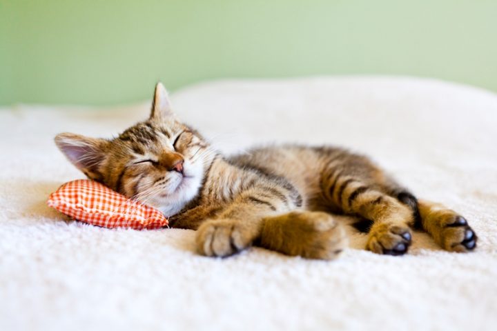 猫を飼いたいけど飼えないアナタ