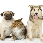 一人暮らしの女性にオススメ！飼いやすい人気のペットをご紹介