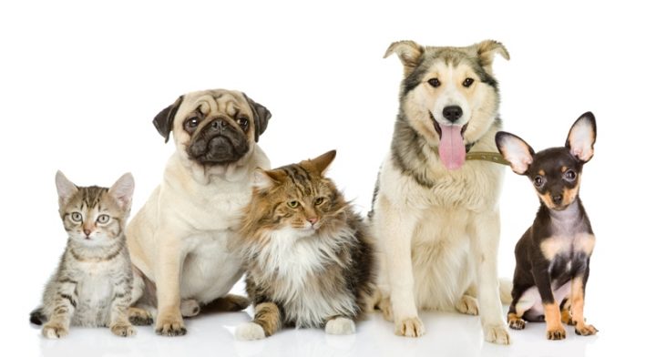 一人暮らしの女性にオススメ！飼いやすい人気のペット
