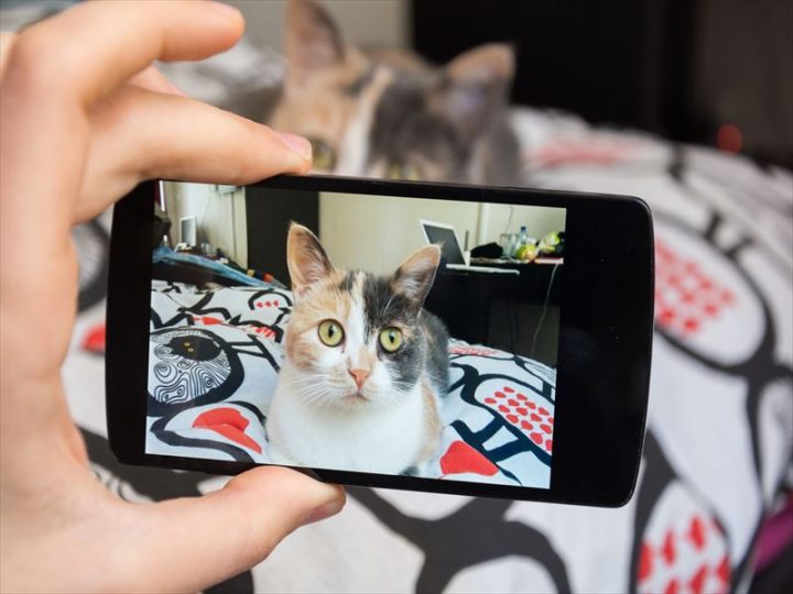 かわいい動物に出会える動画
