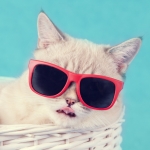 アナタはどの猫？いま「ファッショニスタキャッツ占い」がアツイ