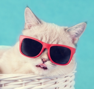 アナタはどの猫？いま「ファッショニスタキャッツ占い」がアツイ