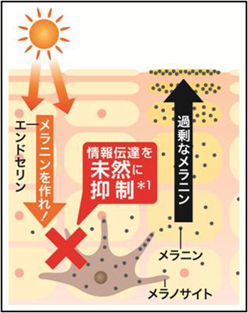 美白メカニズム