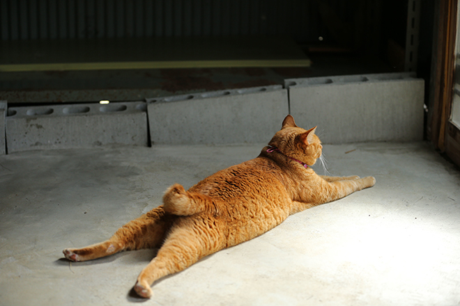地面に這いつくばる猫